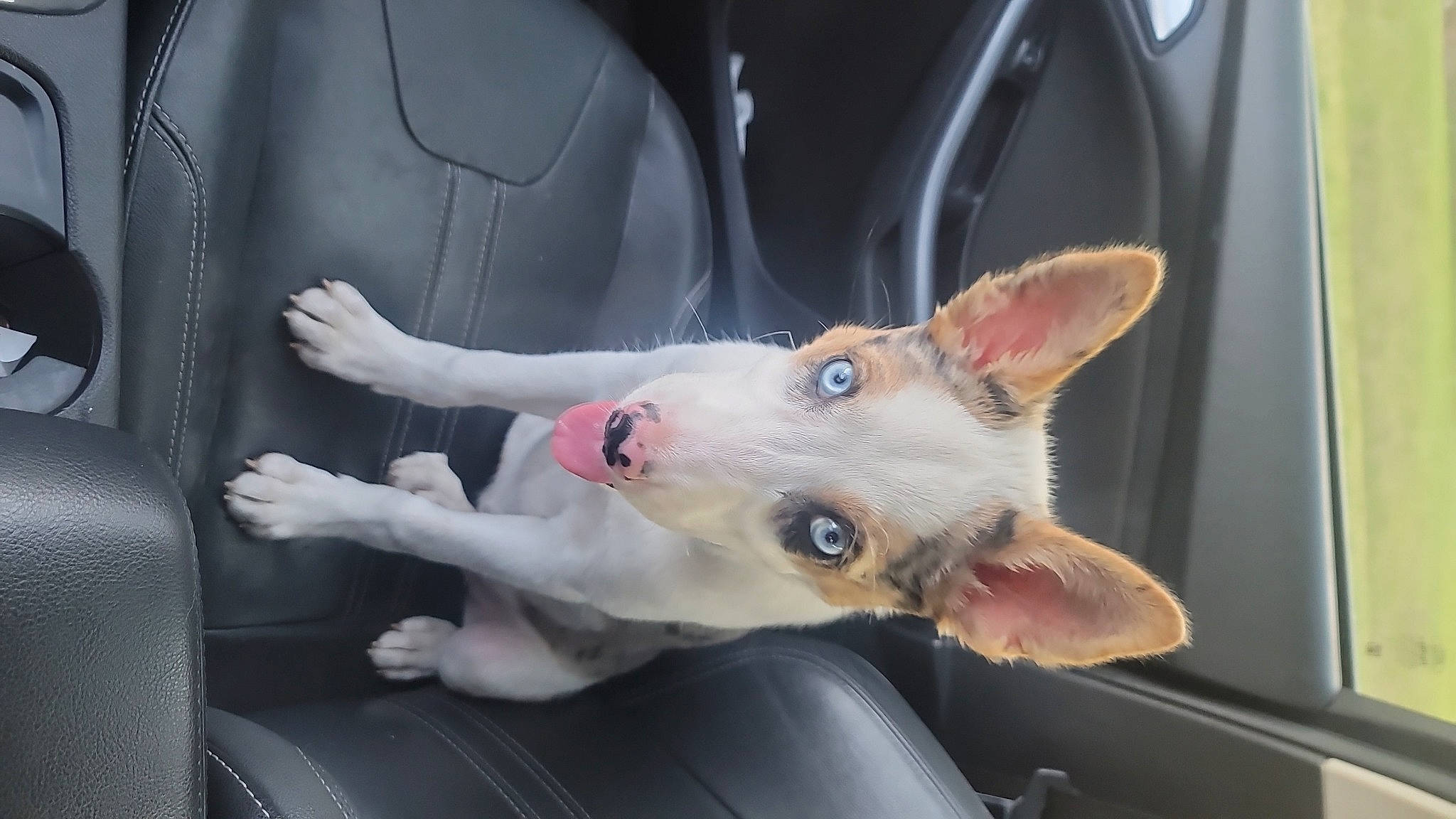 Stormy joined the competition — help win amazing prizes! auto_part, canidae, carnivore, cat, companion_dog, dog, dog_breed, fang, fawn, felidae, non_sporting_group, paw, small_to_medium_sized_cats, snout, sporting_group, tail, vehicle_door, whiskers, windshield