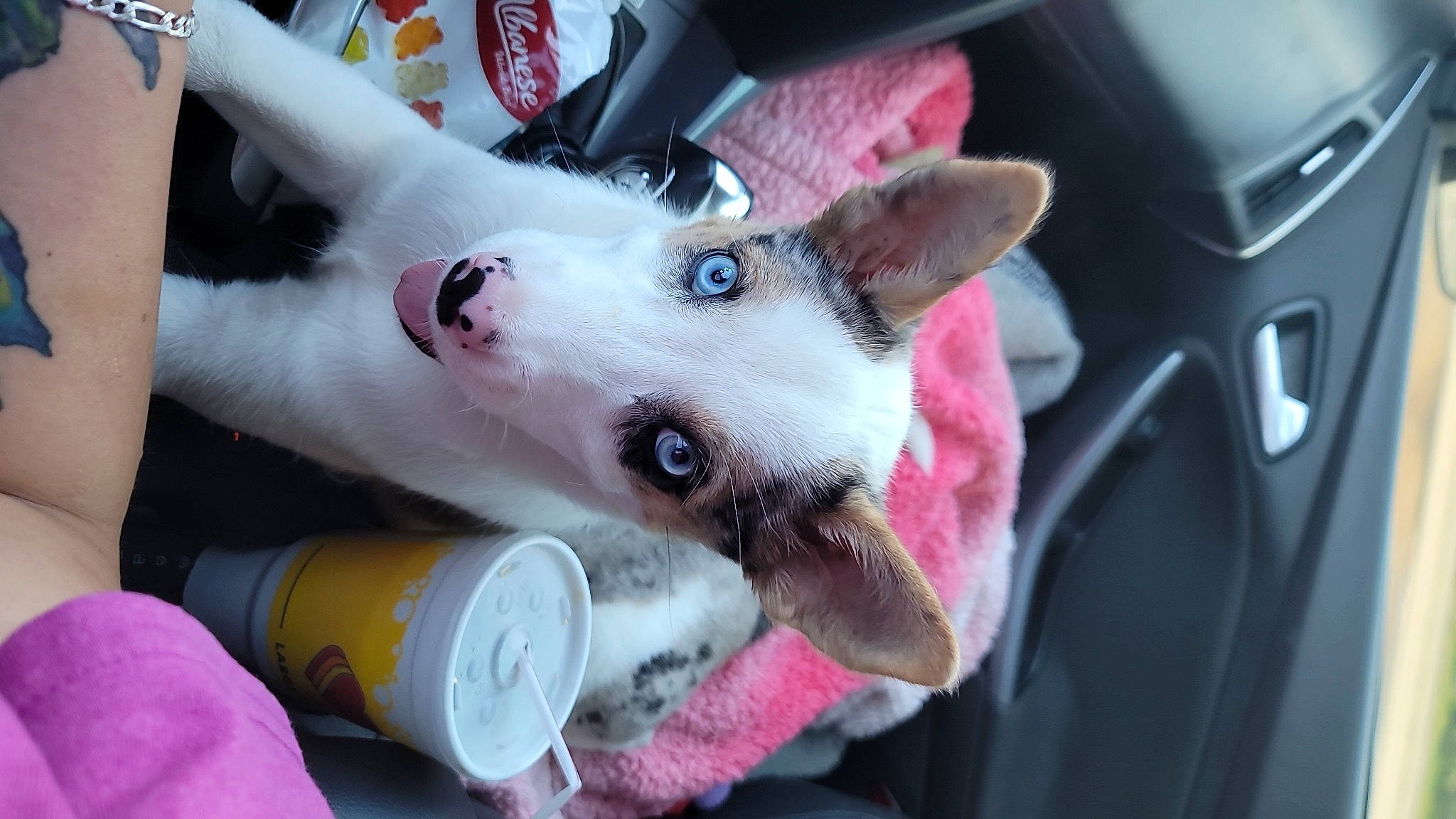 Stormy is registered to the contest to win money with this photo: canidae, carnivore, collar, companion_dog, dog, dog_breed, dog_supply, fang, fawn, felidae, fur, non_sporting_group, paw, pink, small_to_medium_sized_cats, snout, sporting_group, vehicle_door, whiskers, working_animal