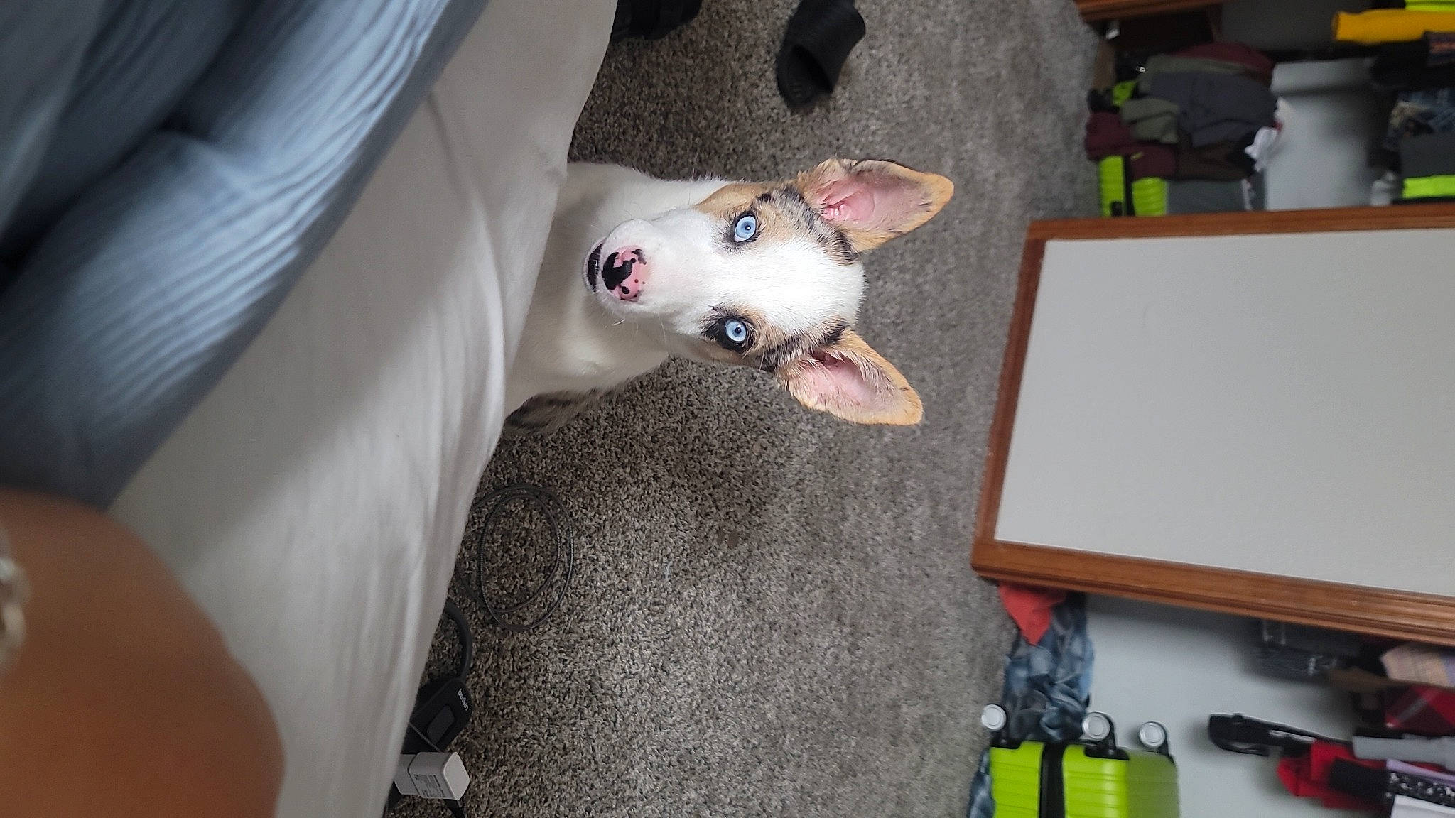 Stormy joined the competition — help win amazing prizes! box, canidae, carnivore, comfort, companion_dog, dog, dog_breed, fawn, felidae, flooring, fur, non_sporting_group, office_supplies, paw, small_to_medium_sized_cats, tail, toy, toy_dog, whiskers, working_animal