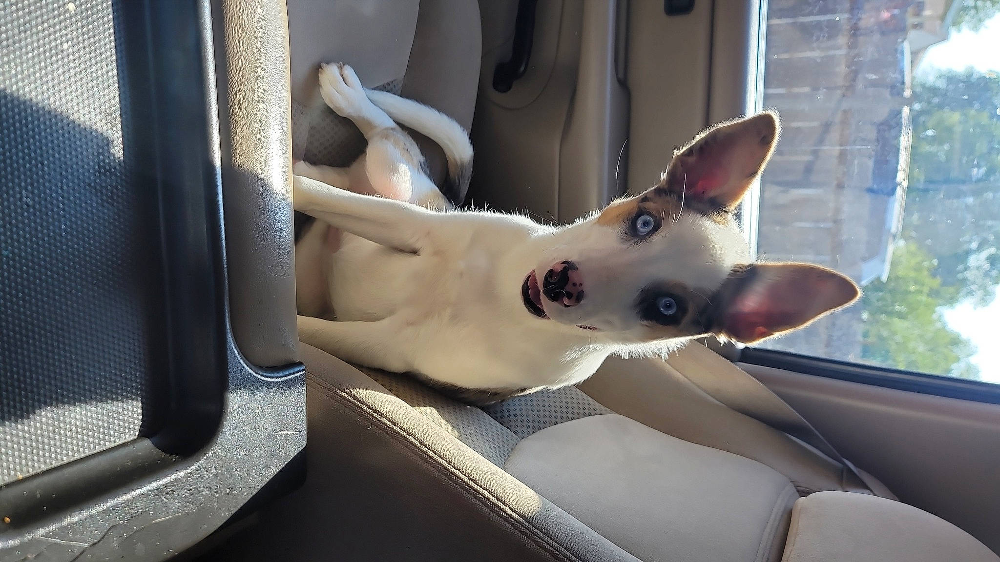 Stormy is registered to the contest to win money with this photo: auto_part, canidae, car, carnivore, collar, comfort, companion_dog, corgi_chihuahua, dog, dog_breed, dog_collar, ear, fawn, fixture, non_sporting_group, sporting_group, vehicle, window, windshield, working_animal