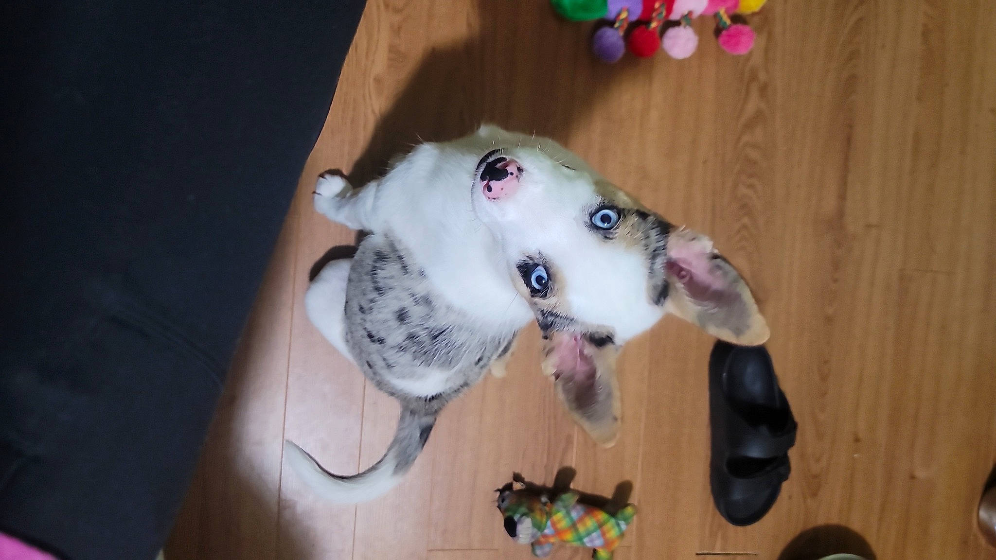 Stormy joined the competition — help win amazing prizes! balloon, canidae, carnivore, collar, companion_dog, dog, dog_breed, dog_supply, fawn, fur, non_sporting_group, paw, snout, sporting_group, tail, toy, whiskers, wood, working_animal