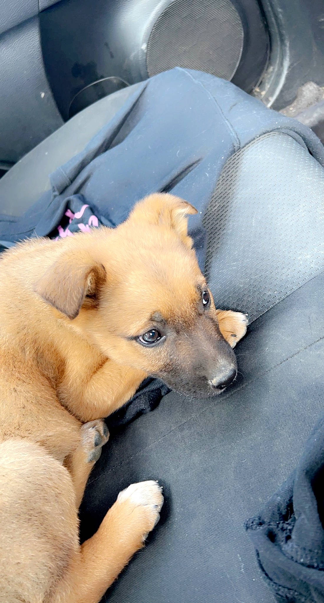 Rivia is registered to the contest to win money with this photo: car_seat, carnivore, comfort, companion_dog, dog, dog_breed, fawn, fur, guard_dog, nap, non_sporting_group, paw, puppy, retriever, sleep, sporting_group, street_dog, watch, whiskers