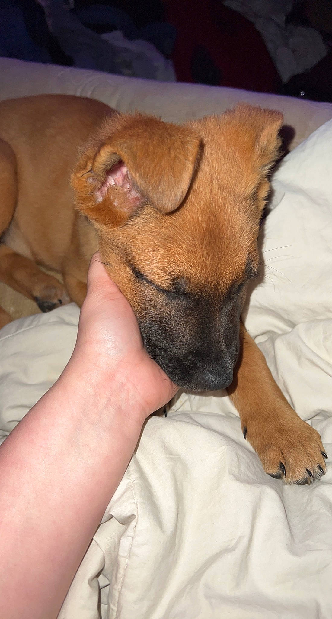 Rivia is registered to the contest to win money with this photo: canidae, carnivore, claw, comfort, companion_dog, dog, dog_breed, ear, fawn, fur, mammal, nap, paw, puppy, snout, sporting_group, terrier, toy_dog, whiskers, wrinkle