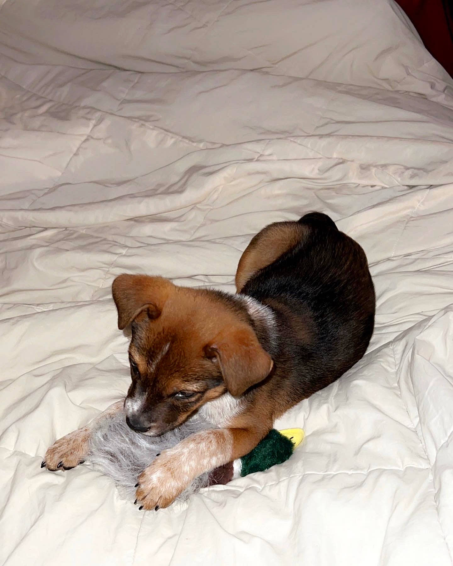 Sydney is registered to the contest to win money with this photo: bed, bed_sheet, bedding, brown, canidae, carnivore, comfort, companion_dog, dog, dog_breed, dog_supply, fawn, fur, hound, linens, liver, paw, sporting_group, toy_dog, working_animal