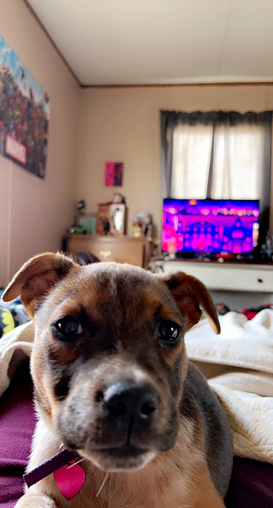 Sydney is registered to the contest to win money with this photo: carnivore, collar, companion_dog, couch, dog, dog_breed, ear, fawn, flooring, furniture, linens, living_room, picture_frame, snout, sporting_group, table, whiskers, window, wood, working_animal