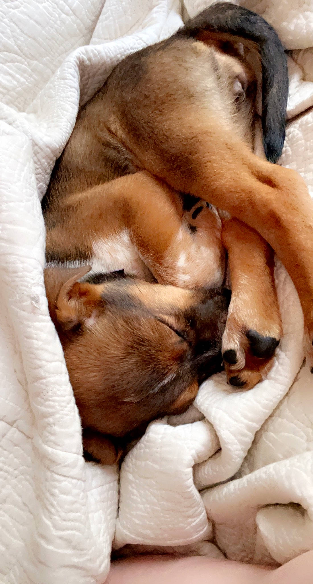 Sydney joined the competition — help win amazing prizes! brown, canidae, carnivore, comfort, companion_dog, dog, dog_breed, fawn, fur, liver, mammal, nap, non_sporting_group, paw, snout, sporting_group, terrestrial_animal, whiskers