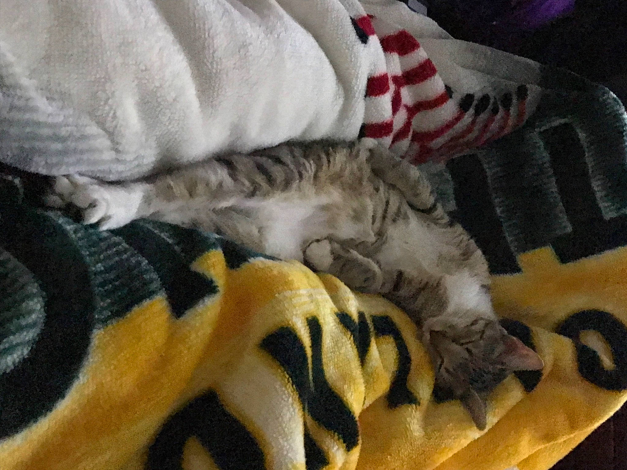 Supermeowdle Sage is registered to the contest to win money with this photo: carmine, carnivore, cat, comfort, couch, domestic_short_haired_cat, fawn, felidae, flag_day_usa, flag_of_the_united_states, fur, grey, human_leg, linens, pattern, paw, small_to_medium_sized_cats, tail, textile, whiskers