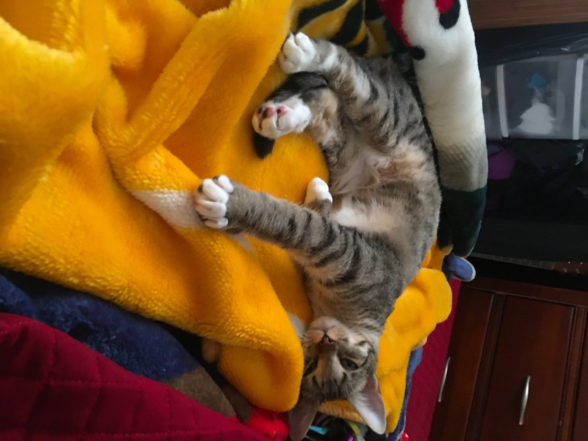 Supermeowdle Sage is registered to the contest to win money with this photo: cabinetry, carnivore, cat, claw, comfort, companion_dog, domestic_short_haired_cat, fawn, felidae, fun, fur, nap, paw, room, small_to_medium_sized_cats, stuffed_toy, tail, toy, whiskers