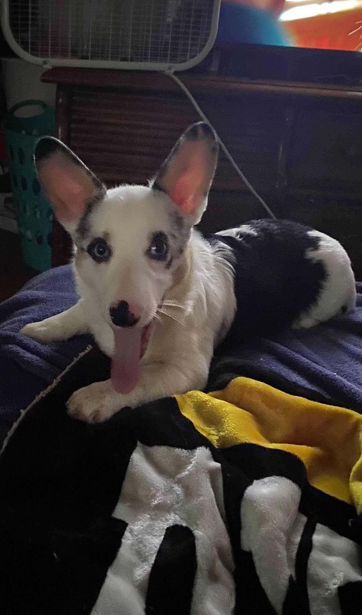 Hazel is registered to the contest to win money with this photo: canidae, carnivore, collar, comfort, companion_dog, dog, dog_breed, dog_collar, dog_supply, non_sporting_group, sporting_group, terrestrial_animal, toy_dog, whiskers, working_animal