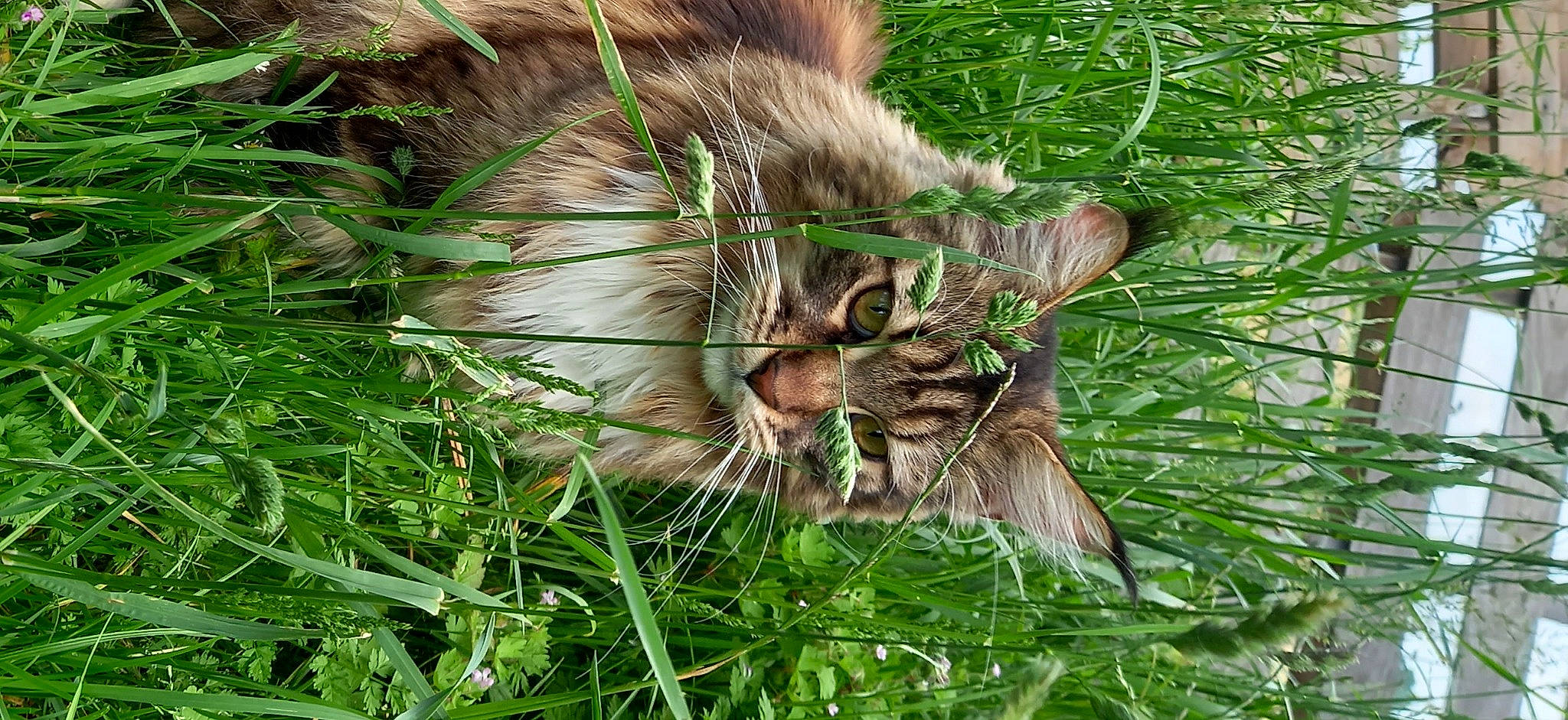 Rustick a rejoint le concours — aidez-le/la à gagner de superbes lots ! carnivore, cat, claw, conifer, domestic_short_haired_cat, fawn, felidae, fur, grass, grass_family, groundcover, paw, plant, small_to_medium_sized_cats, snout, tail, terrestrial_animal, terrestrial_plant, whiskers, wildlife