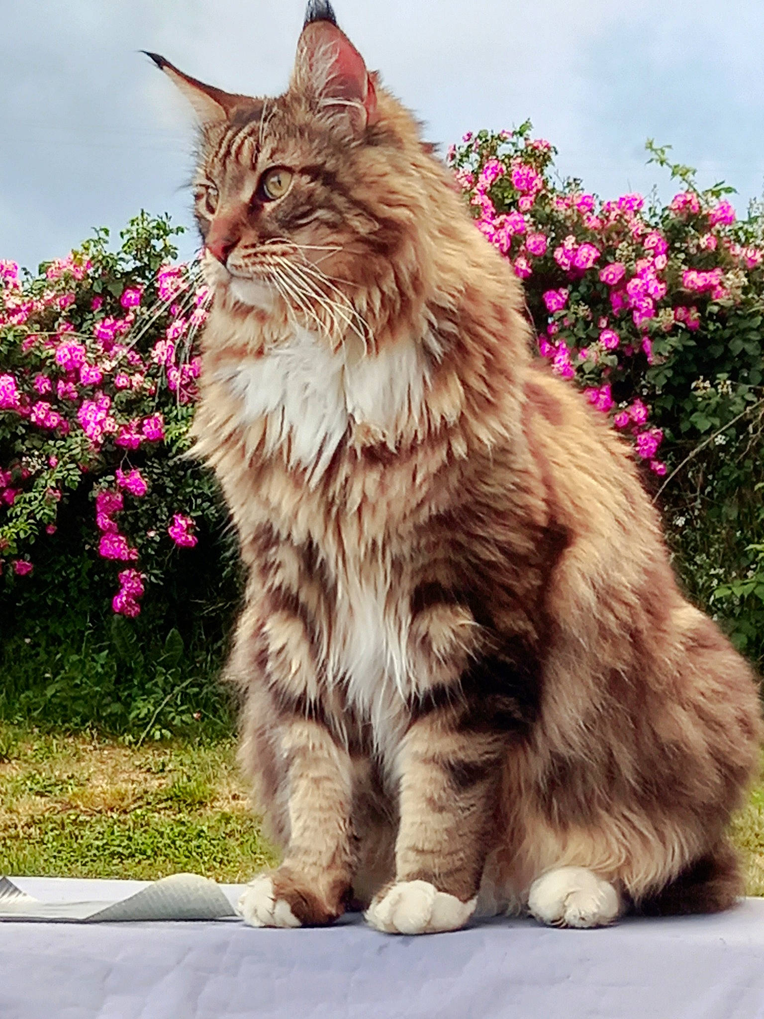 Rustick participe au concours pour gagner de l'argent avec cette photo : british_longhair, carnivore, cat, cloud, fawn, felidae, flower, fur, grass, groundcover, magenta, maine_coon, pink, plant, shrub, sky, small_to_medium_sized_cats, snout, terrestrial_animal, whiskers