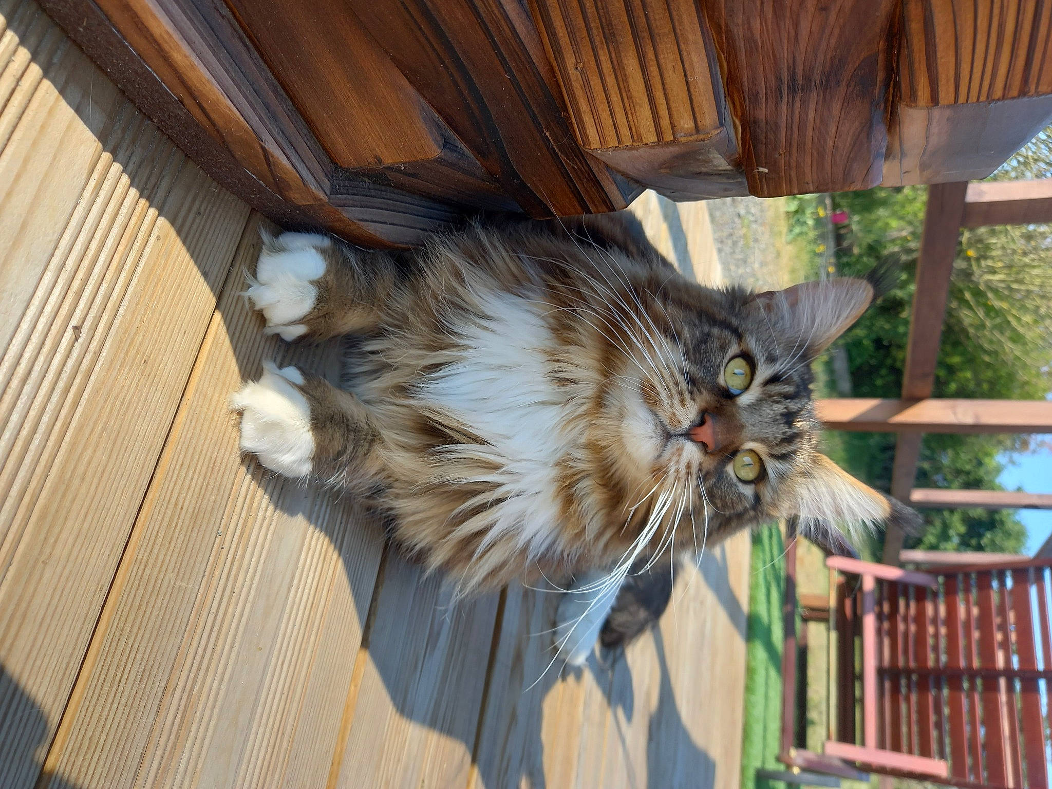 Rustick participe au concours pour gagner de l'argent avec cette photo : animal_shelter, carnivore, cat, claw, domestic_short_haired_cat, fawn, felidae, fur, hardwood, maine_coon, plant, small_to_medium_sized_cats, snout, tail, terrestrial_animal, tree, whiskers, wood