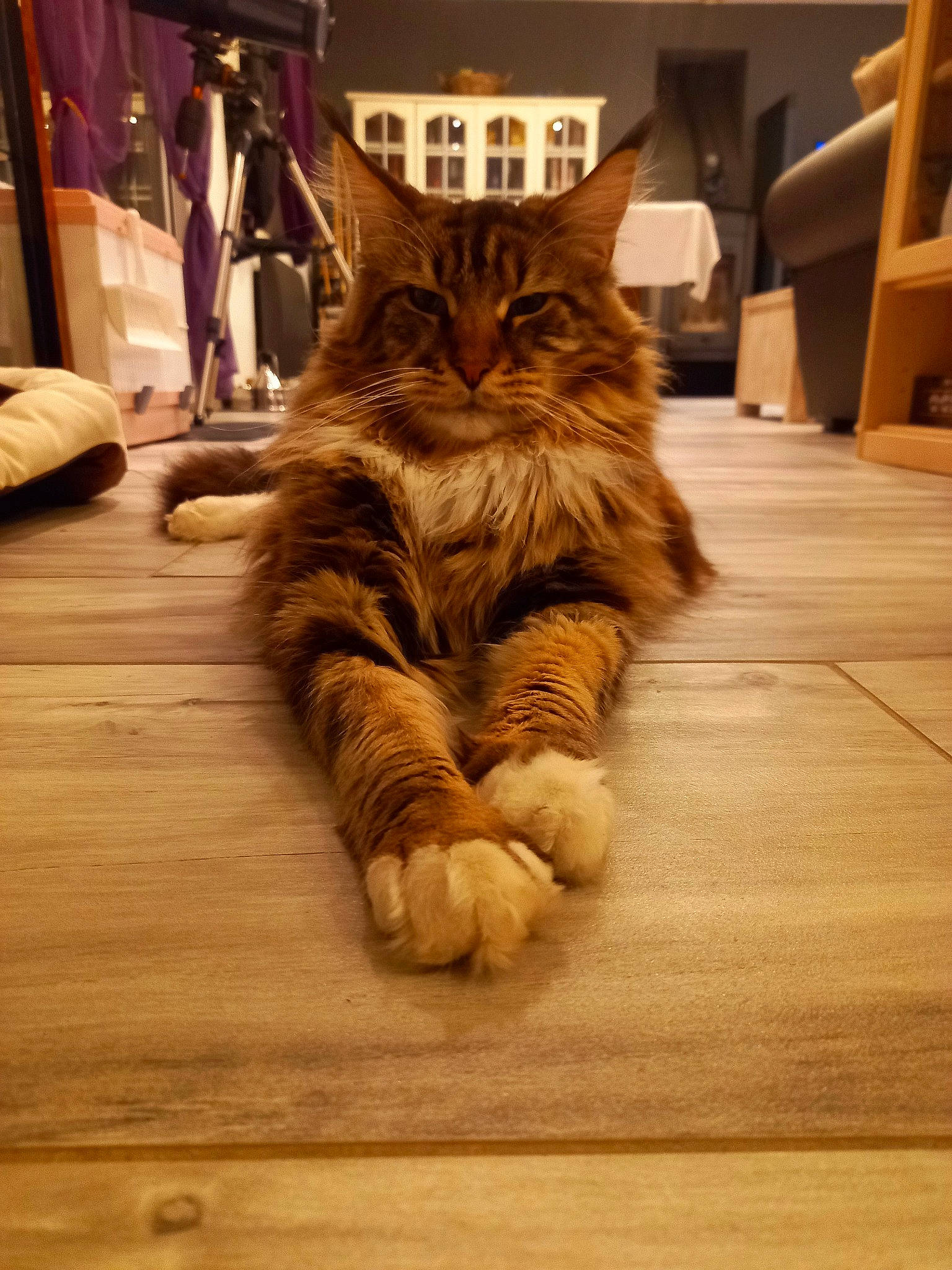 Rustick a rejoint le concours — aidez-le/la à gagner de superbes lots ! carnivore, cat, claw, domestic_short_haired_cat, fawn, felidae, floor, flooring, fur, hardwood, laminate_flooring, maine_coon, small_to_medium_sized_cats, snout, tail, varnish, whiskers, wood, wood_flooring, wood_stain