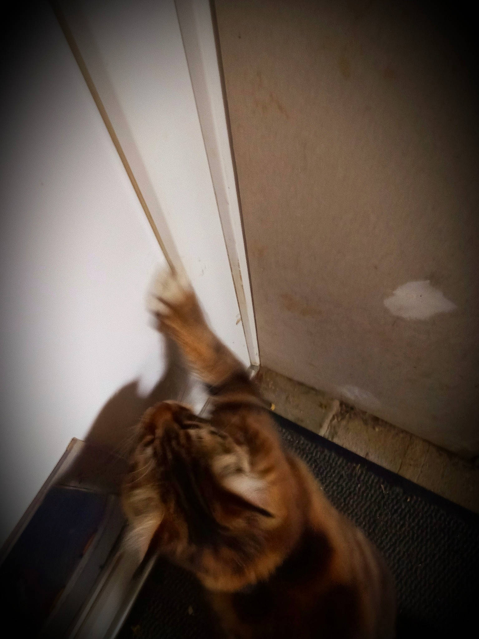 Rustick a rejoint le concours — aidez-le/la à gagner de superbes lots ! cat, ceiling, darkness, daylighting, dog_breed, felidae, flooring, fur, hardwood, human_leg, night, room, shade, shadow, small_to_medium_sized_cats, tail, tints_and_shades, whiskers, window, wood