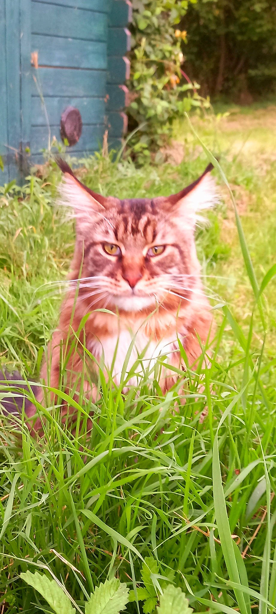 Rustick participe au concours pour gagner de l'argent avec cette photo : carnivore, cat, domestic_short_haired_cat, eye, fawn, felidae, fur, grass, groundcover, iris, lawn, motor_vehicle, natural_landscape, plant, small_to_medium_sized_cats, snout, terrestrial_animal, tree, whiskers, wood