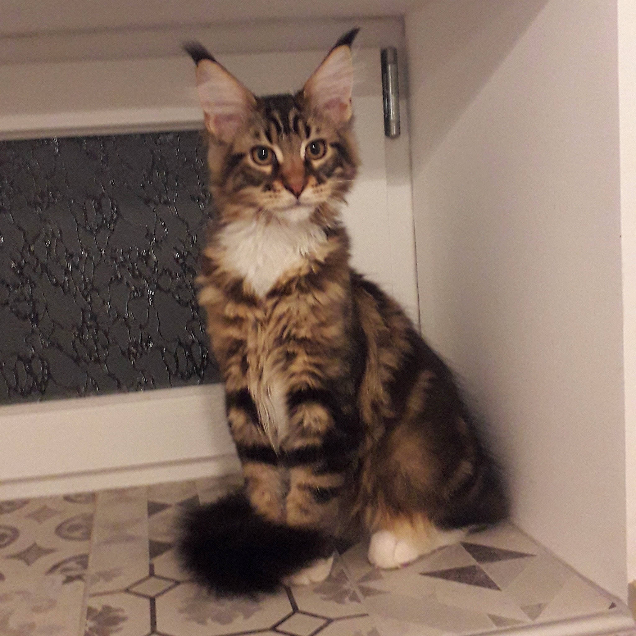 Rustick participe au concours pour gagner de l'argent avec cette photo : carnivore, cat, claw, comfort, domestic_short_haired_cat, felidae, flooring, fur, hardwood, maine_coon, paw, siberian, sitting, small_to_medium_sized_cats, snout, tail, terrestrial_animal, whiskers