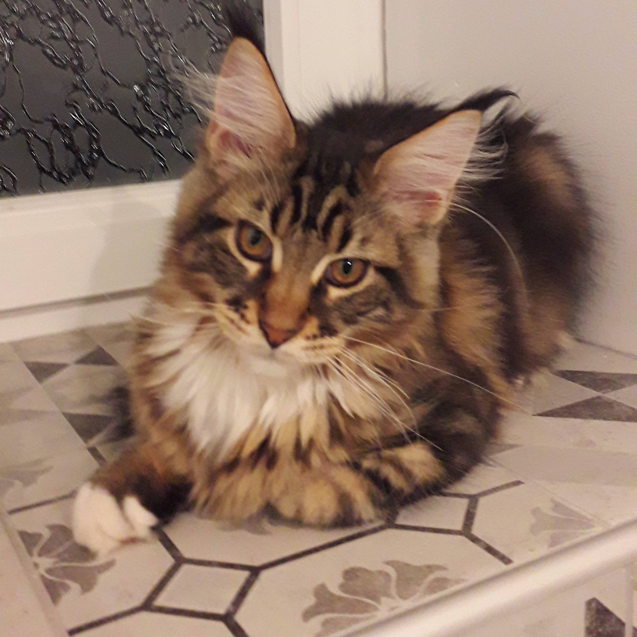 Rustick a rejoint le concours — aidez-le/la à gagner de superbes lots ! box, carnivore, cat, claw, domestic_short_haired_cat, fawn, felidae, flooring, fur, maine_coon, paw, small_to_medium_sized_cats, snout, terrestrial_animal, whiskers