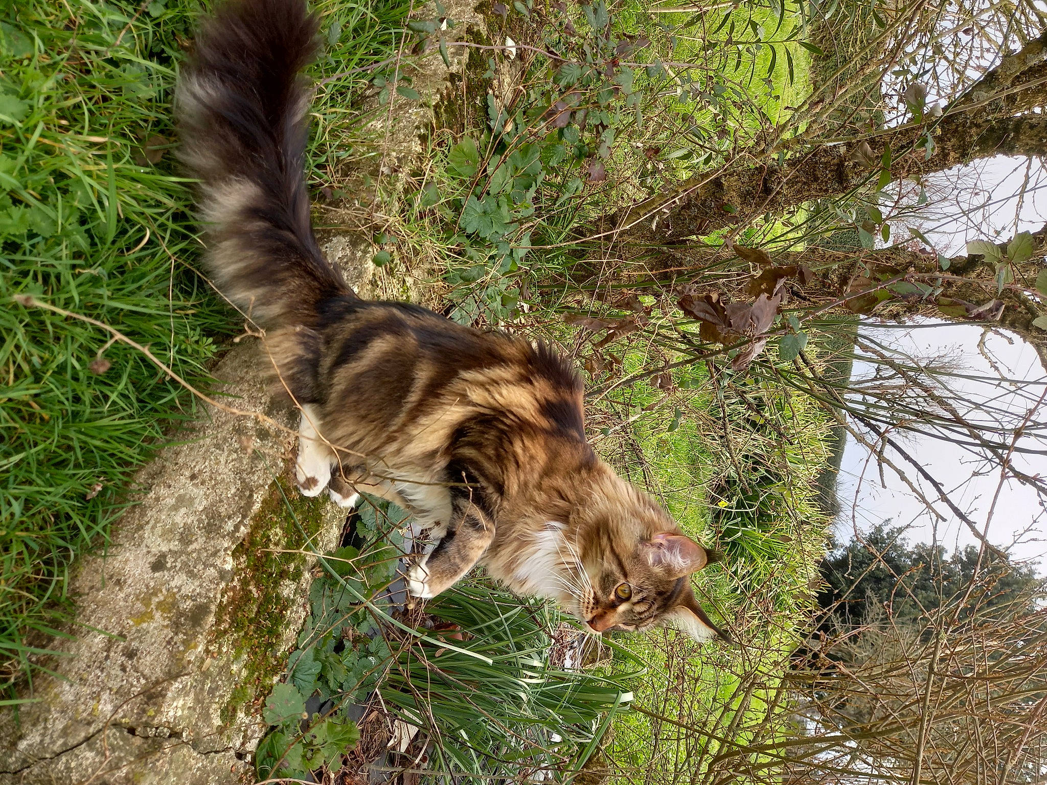 Rustick participe au concours pour gagner de l'argent avec cette photo : branch, canidae, carnivore, cat, domestic_short_haired_cat, fawn, felidae, fur, grass, plant, procyonidae, small_to_medium_sized_cats, snout, tail, terrestrial_animal, tree, trunk, twig, whiskers, wood