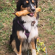 Vicky a rejoint le concours — aidez-le/la à gagner de superbes lots ! dog, outdoor, grass, bone_toy, sitting, black_dog, white_fur, tan_fur, harness, collar, pet, canine, chewing, animal, nature, playful, fur, chain, leaf, content