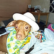 Kanga joined the competition — help win amazing prizes! dog, brown_dog, hat, white_hat, bandana, pineapple_pattern, indoor, grocery_bags, table, snacks, flash, red_eye, pet, animal, household_items, fabric, dog_face, canine, portrait, domestic_animal