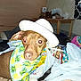 dog, brown_dog, hat, white_hat, bandana, pineapple_pattern, indoor, grocery_bags, table, snacks, flash, red_eye, pet, animal, household_items, fabric, dog_face, canine, portrait, domestic_animal