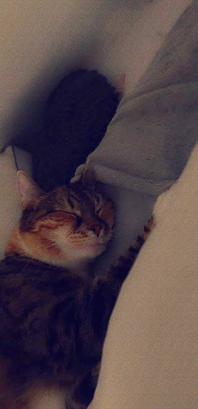 Chipie participe au concours pour gagner de l'argent avec cette photo : carnivore, cat, cloud, domestic_short_haired_cat, eye, fawn, felidae, fur, grey, iris, paw, plant, sky, small_to_medium_sized_cats, snout, tail, terrestrial_animal, tree, whiskers, window