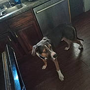 Ace joined the competition — help win amazing prizes! animal, appliance, beagle, cabinet, canine, device, dog, electricaldevice, furniture, hound, indoors, kitchen, microwave, oven, pet, pointer, puppy, sink, sinkfaucet, wood