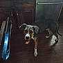 Ace is registered to the contest to win money with this photo: animal, appliance, beagle, cabinet, canine, device, dog, electricaldevice, furniture, hardwood, hound, indoors, microwave, oven, pet, plywood, pointer, puppy, sink, wood