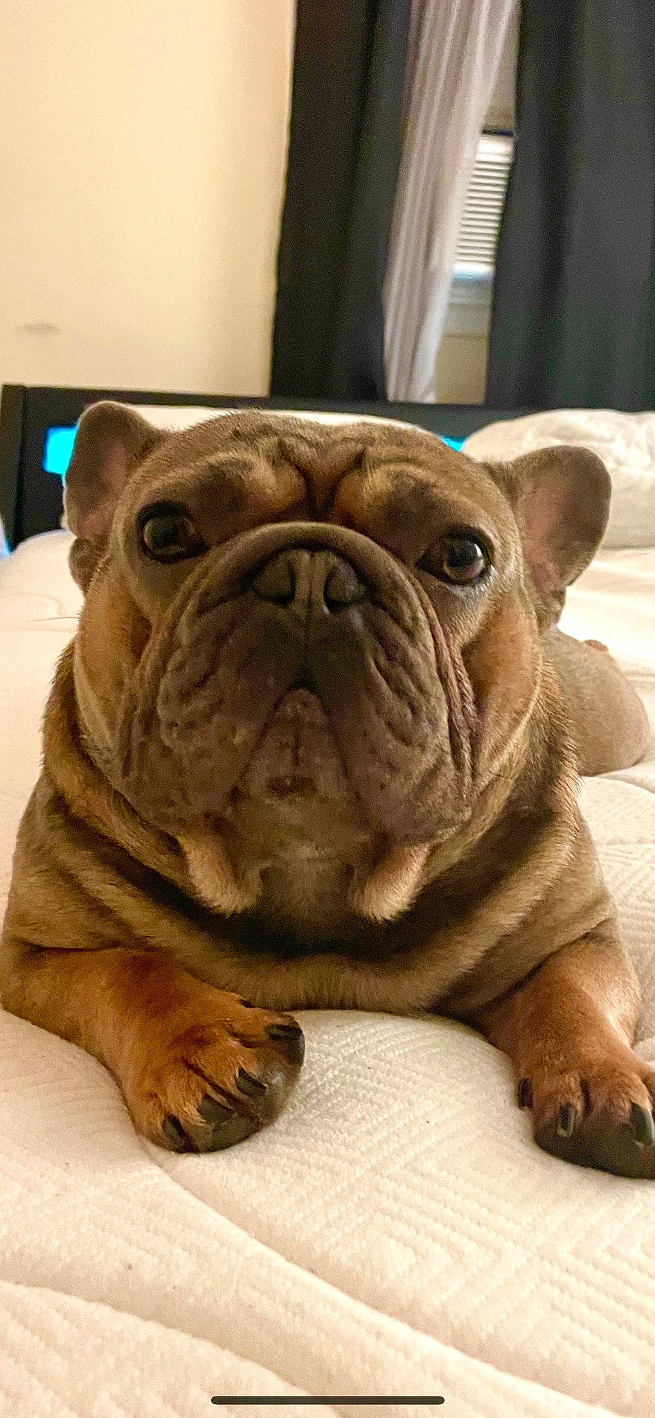 Tank is registered to the contest to win money with this photo: bulldog, canidae, carnivore, companion_dog, dog, dog_breed, fawn, flooring, molosser, non_sporting_group, puppy, snout, sporting_group, terrestrial_animal, toy_dog, whiskers, white_english_bulldog, working_animal, working_dog, wrinkle