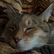 Nala a rejoint le concours — aidez-le/la à gagner de superbes lots ! cat, sleeping, closeup, feline, pet, whiskers, fur, cozy, blanket, pattern, resting, domestic_animal, cute, animal, mammal, soft, relaxed, indoor, face, ears