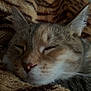 cat, sleeping, closeup, feline, pet, whiskers, fur, cozy, blanket, pattern, resting, domestic_animal, cute, animal, mammal, soft, relaxed, indoor, face, ears