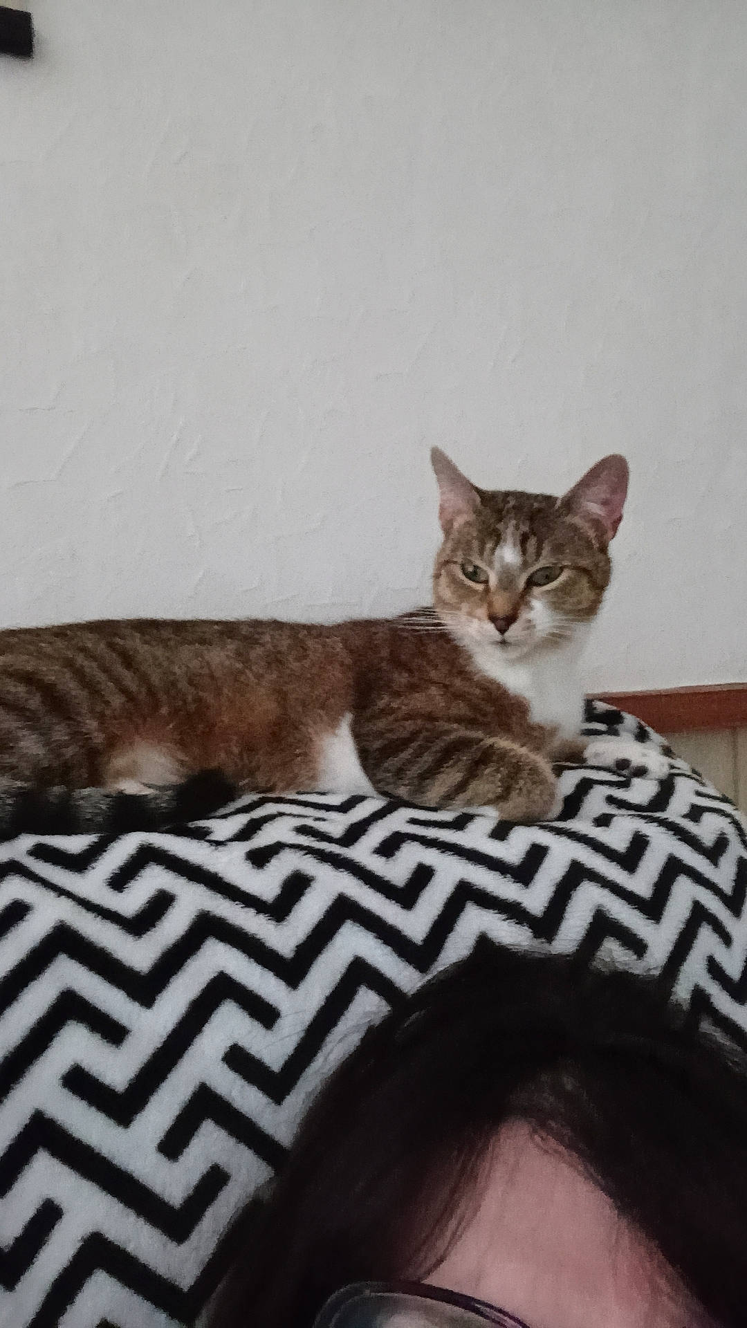 Penny a rejoint le concours — aidez-le/la à gagner de superbes lots ! carnivore, cat, comfort, domestic_short_haired_cat, eyelash, fawn, felidae, fur, grey, paw, sitting, small_to_medium_sized_cats, snout, tail, terrestrial_animal, whiskers, wildlife, wood