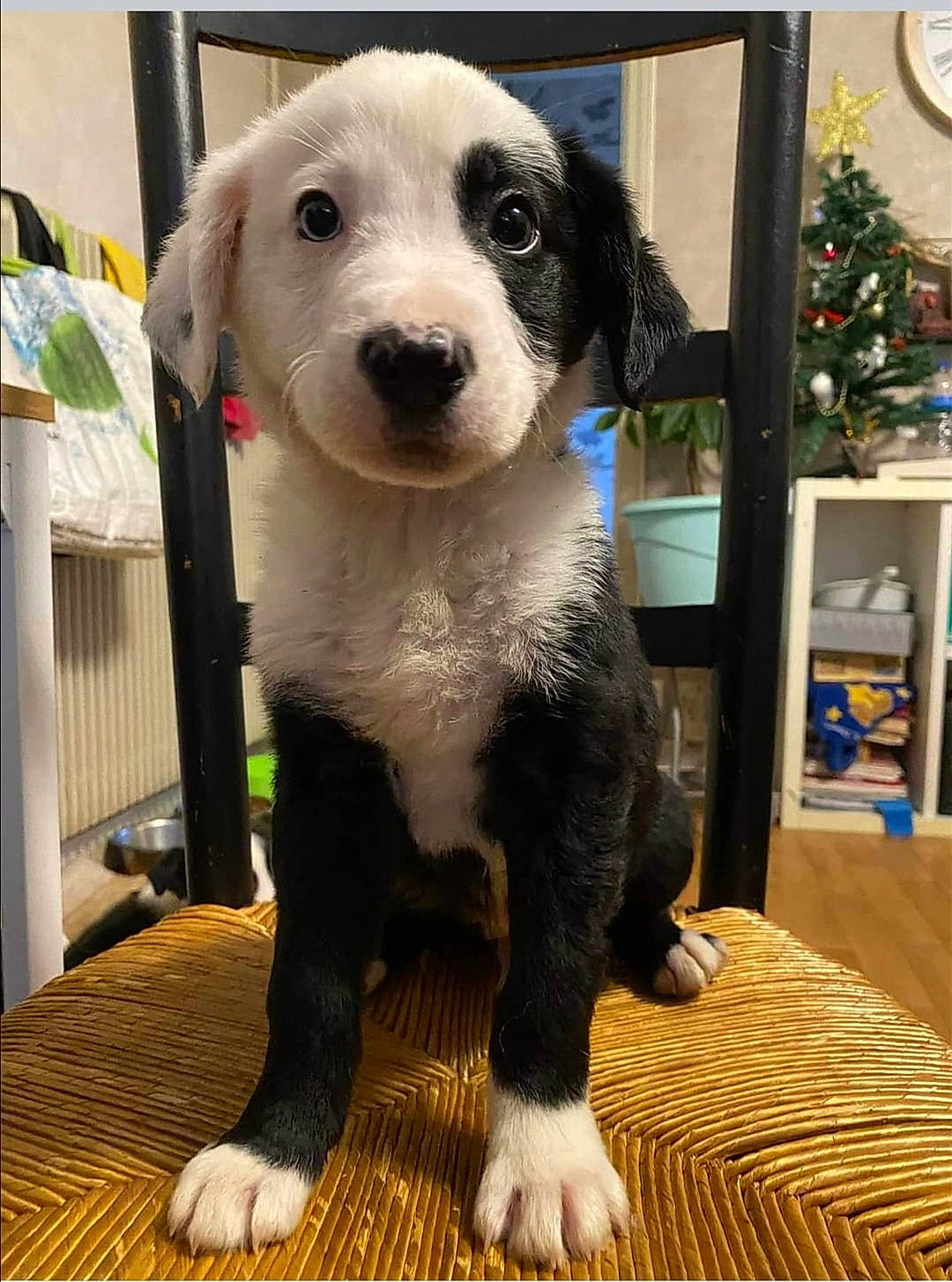 Spartacus participe au concours pour gagner de l'argent avec cette photo : blue, carnivore, clock, collar, companion_dog, dog, dog_breed, fawn, flooring, fur, hardwood, pet_supply, shelf, snout, sporting_group, tail, whiskers, wood, working_animal, working_dog