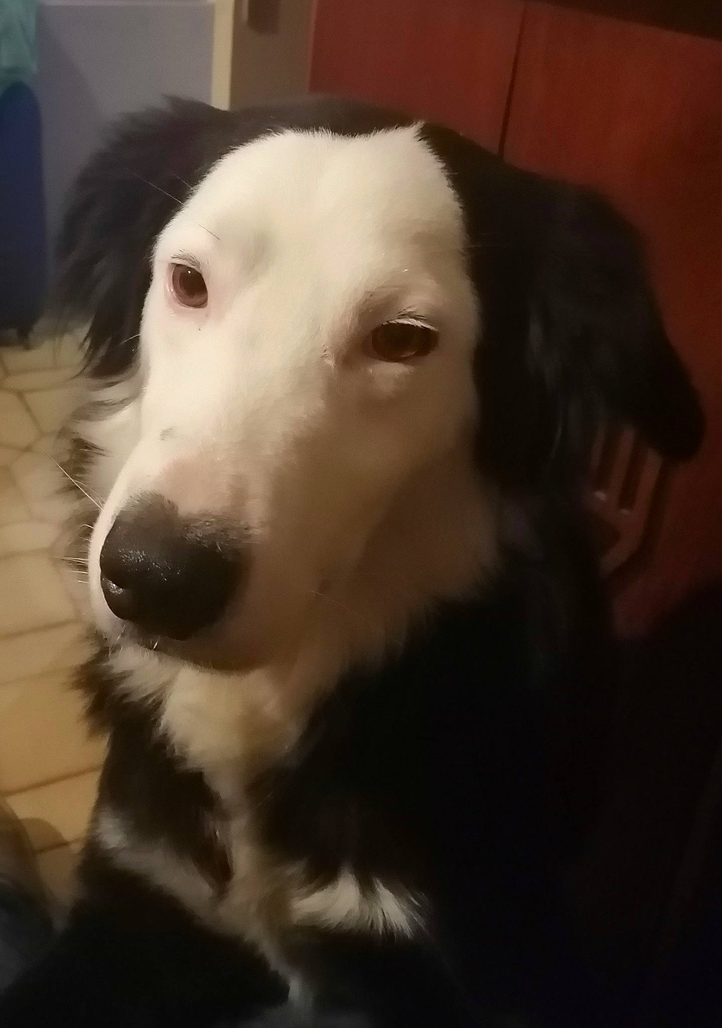 Nuage a rejoint le concours — aidez-le/la à gagner de superbes lots ! carnivore, companion_dog, dog, dog_breed, fur, snout, sporting_group, terrestrial_animal, whiskers, working_animal, working_dog