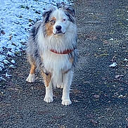 Samy participe au concours pour gagner de l'argent avec cette photo : alert, animal, australian_shepherd, background, canine, cold, dog, fluffy, fur, multi_color, nature, outdoor, path, pet, quiet, scenery, snow, standing, walking, winter