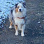 alert, animal, australian_shepherd, background, canine, cold, dog, fluffy, fur, multi_color, nature, outdoor, path, pet, quiet, scenery, snow, standing, walking, winter