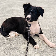 Bloom participe au concours pour gagner de l'argent avec cette photo : alert, animal, black_and_white, canine, collar, companion, cute, dog, domestic_animal, fur, gravel, leash, lying_down, outdoor, pet, playful, portrait, puppy, resting, young_dog
