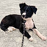alert, animal, black_and_white, canine, collar, companion, cute, dog, domestic_animal, fur, gravel, leash, lying_down, outdoor, pet, playful, portrait, puppy, resting, young_dog