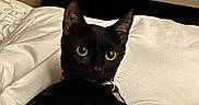Bitlet joined the competition — help win amazing prizes! animal, bed, black_cat, cat, collar, companion, cozy, curious_eyes, cute, domestic_cat, ears_up, feline, indoor, looking_back, lying_down, pet, resting, sleep_area, soft_lighting, white_bedspread