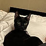 Bitlet joined the competition — help win amazing prizes! animal, bed, black_cat, cat, collar, companion, cozy, curious_eyes, cute, domestic_cat, ears_up, feline, indoor, looking_back, lying_down, pet, resting, sleep_area, soft_lighting, white_bedspread
