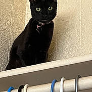 Bitlet is registered to the contest to win money with this photo: animal, black_cat, cat, close_up, clothes_hanger, curious, domestic_cat, ears, feline, fur, green_eyes, hanger, household, indoor, looking, pet, shelf, texture, wall, whiskers