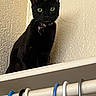 black_cat, cat, pet, green_eyes, indoor, hanger, clothes_hanger, shelf, wall, curious, feline, animal, domestic_cat, fur, whiskers, ears, close_up, looking, texture, household
