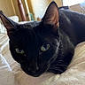Bitlet joined the competition — help win amazing prizes! animal, bed, bedding, black_cat, cat, close_up, comfortable, cute, domestic_cat, ears, feline, fur, green_eyes, household, indoor, pet, portrait, resting, sleepy, whiskers
