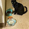 Bitlet is registered to the contest to win money with this photo: animal, black_cat, cat, collar, corner, curious, domestic_animal, dry_food, eyes, feline, floor, food_bowl, indoor, pet, shadow, sitting, tile_floor, wall, water_bowl, wet_food