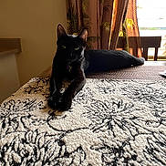 Bitlet is registered to the contest to win money with this photo: animal, black_cat, carpet, cat, chair, cozy, curtains, domestic, furniture, home, indoor, pattern, pet, relaxed, resting, shadow, stretching, sunlight, table, window