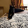 animal, black_cat, carpet, cat, chair, cozy, curtains, domestic, furniture, home, indoor, pattern, pet, relaxed, resting, shadow, stretching, sunlight, table, window