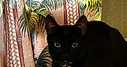 Bitlet is registered to the contest to win money with this photo: animal, black_cat, cat, close_up, collar, curtain, decor, device, domestic_animal, electronic_cables, feline, green_eyes, home, indoor, pet, resting, shadow, table, tag, tropical_pattern