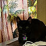 black_cat, cat, indoor, table, curtain, tropical_pattern, green_eyes, pet, collar, tag, electronic_cables, device, feline, animal, domestic_animal, resting, close_up, shadow, home, decor