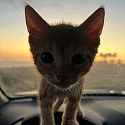 Yoda joined the competition — help win amazing prizes! kitten, cat, animal, pet, close_up, sunset, car_interior, steering_wheel, silhouette, ears, whiskers, curious, cute, feline, domestic_cat, young_animal, front_view, outdoor_light, shadow, soft_light