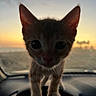 animal, car_interior, cat, close_up, curious, cute, domestic_cat, ears, feline, front_view, kitten, outdoor_light, pet, shadow, silhouette, soft_light, steering_wheel, sunset, whiskers, young_animal